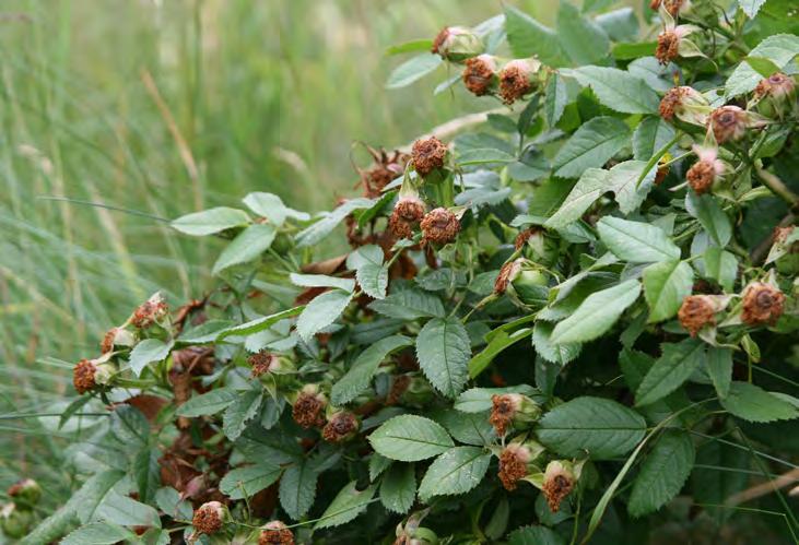 Västkustros Rosa elliptica ssp. inodora har friskt äppeldoftande, körtelhåriga blad. Fyndet på Diö bangård är det första i Småland.