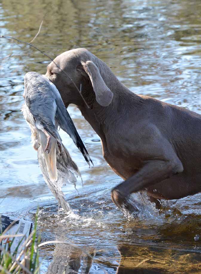 WEIMARANERLÄGRET 25-28 MAJ 2017 Foto: Katarina Hansson Boende Boendet kommer vara på Gammelkroppa Skogsskola där vi tillsammans äter, har samling för träning och olika kringaktiviteter.