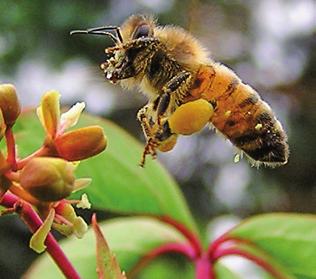 Bibröd är blompollen som fermenterats med hjälp av som mjölksyrabakterier som finns