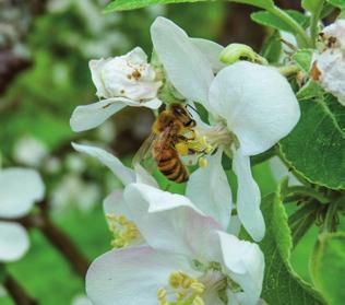 till samma typ av växt så länge det finns Arbetsbi hämtar pollen nektar eller pollen där.