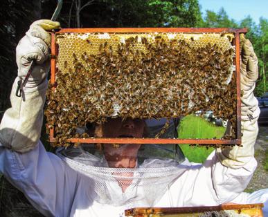 Ett bisamhälle i Sverige ger i genomsnitt 30 kilo honung per år. Som biodlare kan du njuta av egen honung och har alltid en trevlig present att ge bort.