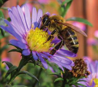 Pollineringen som bina bidrar till i Sverige beräknas vara värd flera hundra miljoner kronor. Med ett par bikupor vid till exempel ett rapsfält kan skörden öka många procent.