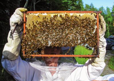 Detta har man tagit fasta på inom biodlingen och lärt sig att man kan hålla honungsbin i bikupor, ihåliga lådor, eller förr