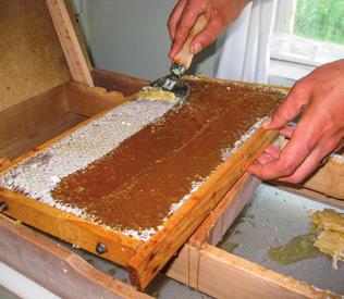 Efter skattning tar biodlaren med sig honungsramarna till sitt slungrum. I slungrummet ska man få ut honungen ur ramarna.