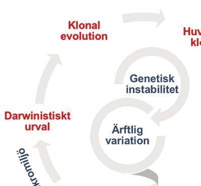 Figur 1. Cancerevolutionens onda cirkel. Cancerbehandlingar är empiriskt optimerade att slå ut den celltyp som dominerar olika former av tumörer (huvudklonen).