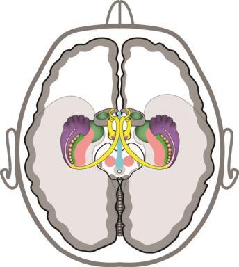 Parietooccipitalcortex Inre