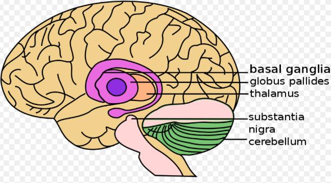 Globus pallidus Thalamus