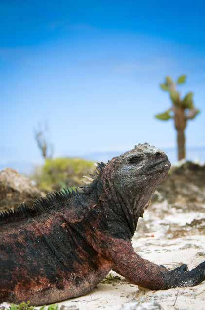 Paketresa Comfort Class Machu Picchu till Galapagos 18 Dagar Följ med på en tur till de magnifika ruinerna