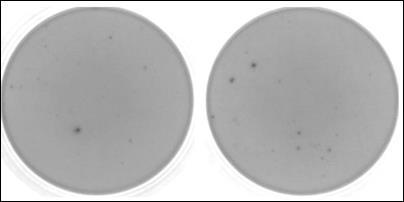 Isolering av lymfocyter In-vitro peptid