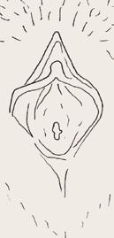 23 Lubrikation Den fuktning av slidans slemhinna som sker vid sexuell upphetsning kallas lubrikation och produceras via slidans väggar.