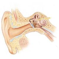 Exempel på orsaker Vanligt att tinnitus varierar Ljudrelaterade skador på innerörat Infektion/sjukdom i hörselsystemet Fysiska trauman/skador