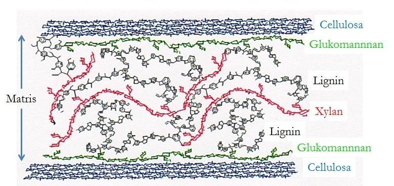 Figur 17. Exempelbild över en typisk sur sulfit dissolvingmassa. Lignin/hemicellulosamatrisens tjocklek: 80 85 % av u.m (u.m. = utgångsmaterialet) Lignininnehållet: ca 1.5 1.8 % av u.m. (d.v.s. inget kontinuerligt ligninsystem återstår) Fyllnadsgrad av matrisen: 10 15 % av u.