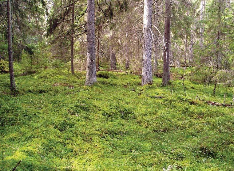 Kalkbarrskogen mer än biologisk mångfald MARIA FORSLUND Sveriges vanligaste skog är granskog med blåbärsris.