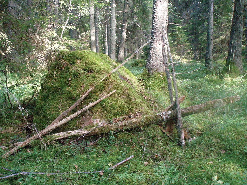 blottad mineraljord gynnar ofta svamparna och underlättar deras nyetablering. Svampkryssning Kalken gynnar arter som på andra håll är mycket sällsynta.