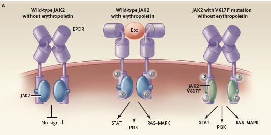 JAK2 V617F mutation hos ~ 96