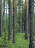 28 HOLMEN ÅRSREDOVISNING 22 Holmen Skog Holmen Skog ansvarar för virkesförsörjningen till koncernens svenska enheter och skötseln av Holmens skogar som omfattar en miljon hektar produktiv skogsmark.