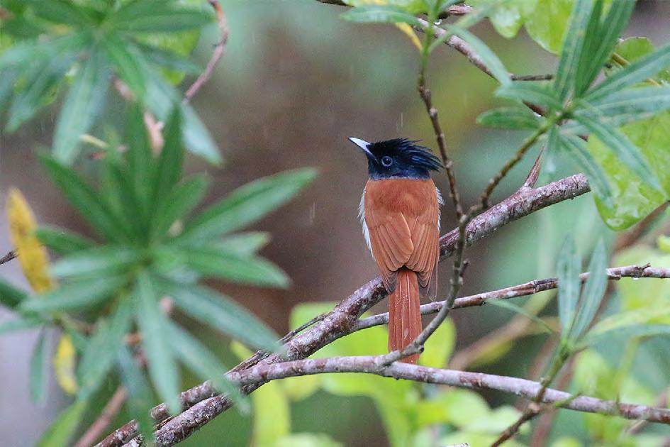 White-browed Bulbul (indisk bulbyl) Sedd då och då, ofta högt i en trädtopp. En vanlig fågel i Sri Lanka som likt ovanstående art anpassat sig till bebyggelse.