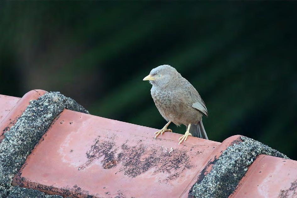 En bild som egentligen är lite missvisande Yellow-fronted Babbler kommer nästan alltid i flockar och kallas därför ibland för Seven