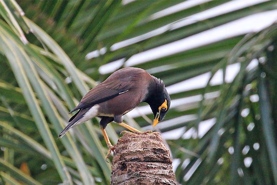 Yellow-billed Babbler (ljushuvad skriktrast) Kallas ofta för Seven sisters eftersom den i regel kommer i flockar på sju åtta