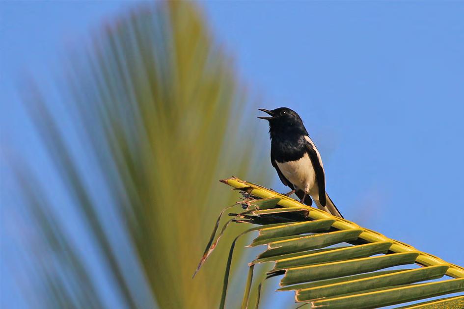 Den ser ut som en liten svensk skata, men den låter mycket vackrare Oriental Magpie Robin. Oriental Magpie Robin (orientshama) En hanne sedd regelbundet.