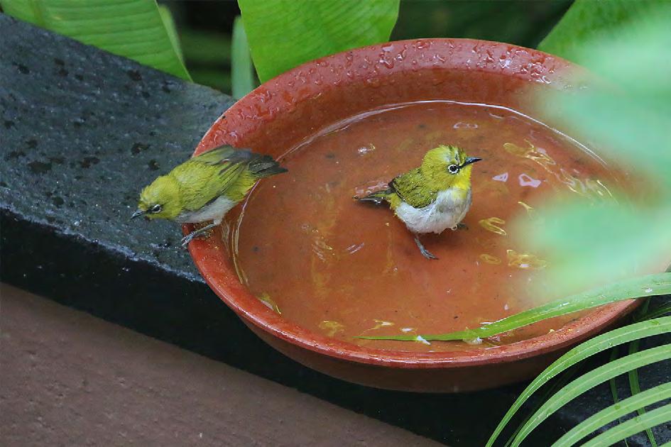 Loten s Sunbird (långnäbbad solfågel) Inte riktigt lika talrik som ovanstående, men sedd och hörd regelbundet, ofta en