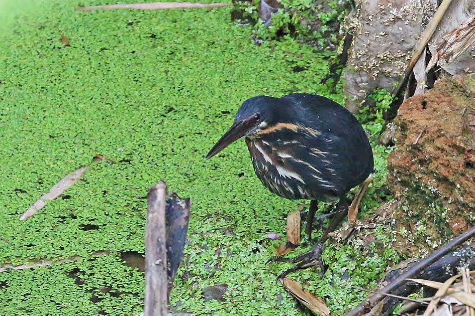 Indian Cormorant (indisk skarv) Sågs flyga förbi vid några tillfällen. Vanlig i Sri Lanka i sjöar, vattenmagasin och längs vattendrag.