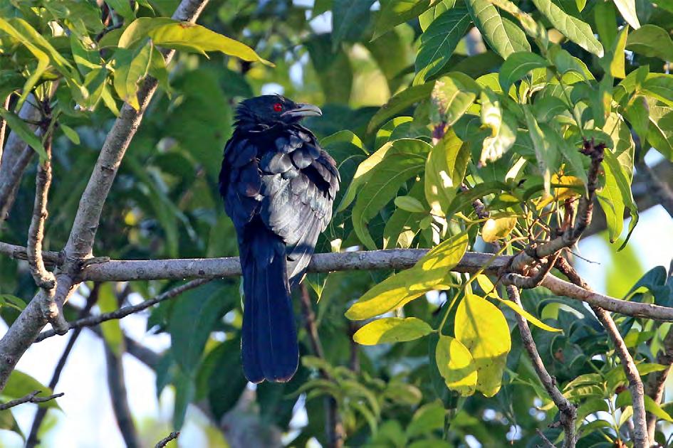 Asian Koel är en släkting till vår gök, och liksom göken låter den mycket och ofta.