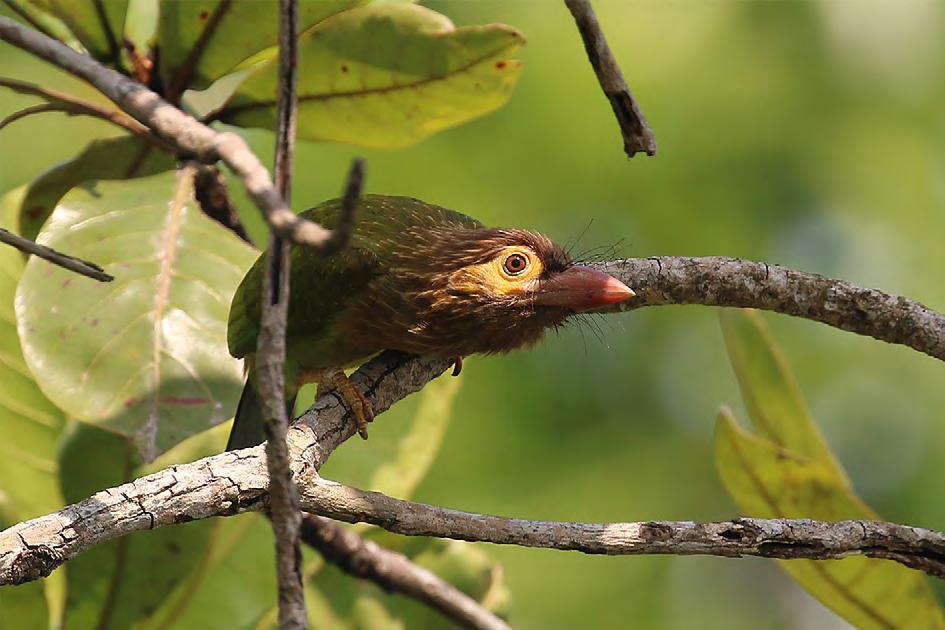 Greater Coucal (större sporrgök) Spellätet, ett djupt och avtagande hoop-hoop-hoop... (som kan föra tanken till apor) hördes från och till från skogsbrynet på andra sidan järnvägen.