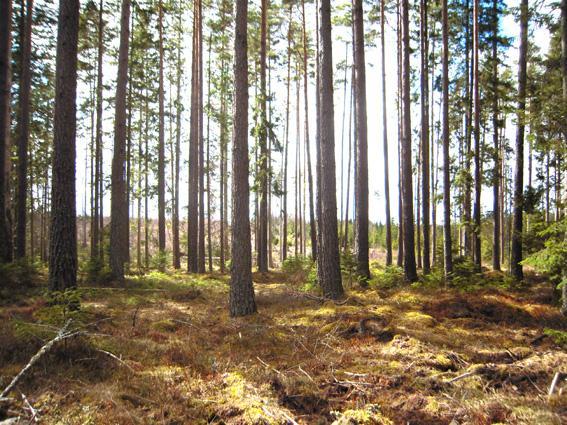 Torplämningen efter torpet Ängholmen finns registrerad i avd. 9.