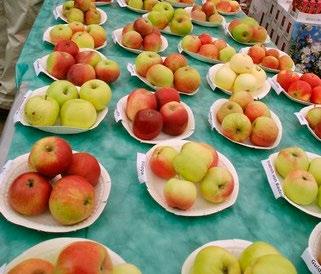 Programmet är omfattande och i år utökat med fler provningar av äpplen och annan frukt förutom alla stånden som säljer allehanda varor. Besök deras hemsida http://www.appelmarknaden.