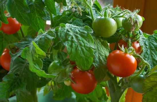 . lack cherry lack herry högväxande tomatplantor som ger fantastiskt goda, alldeles runda små körsbärstomater som skiftar i svart och purpurrött.