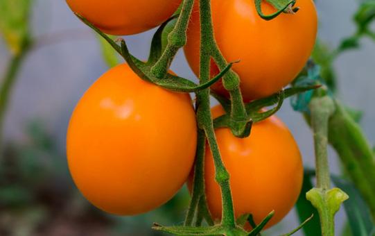 . Marmanade ransk bifftomat som ger stora, upp till 200 g, lite oregelbundna, åsiga, köttiga frukter med utsökt smak.