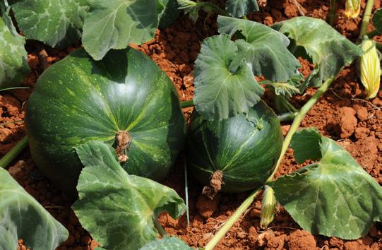 Växer kraftigt, fort.. Vattenmelon Sugar elle Nätmelon, odlas i växthus eller drivbänk. Kan odlas på marken eller lodrätt.