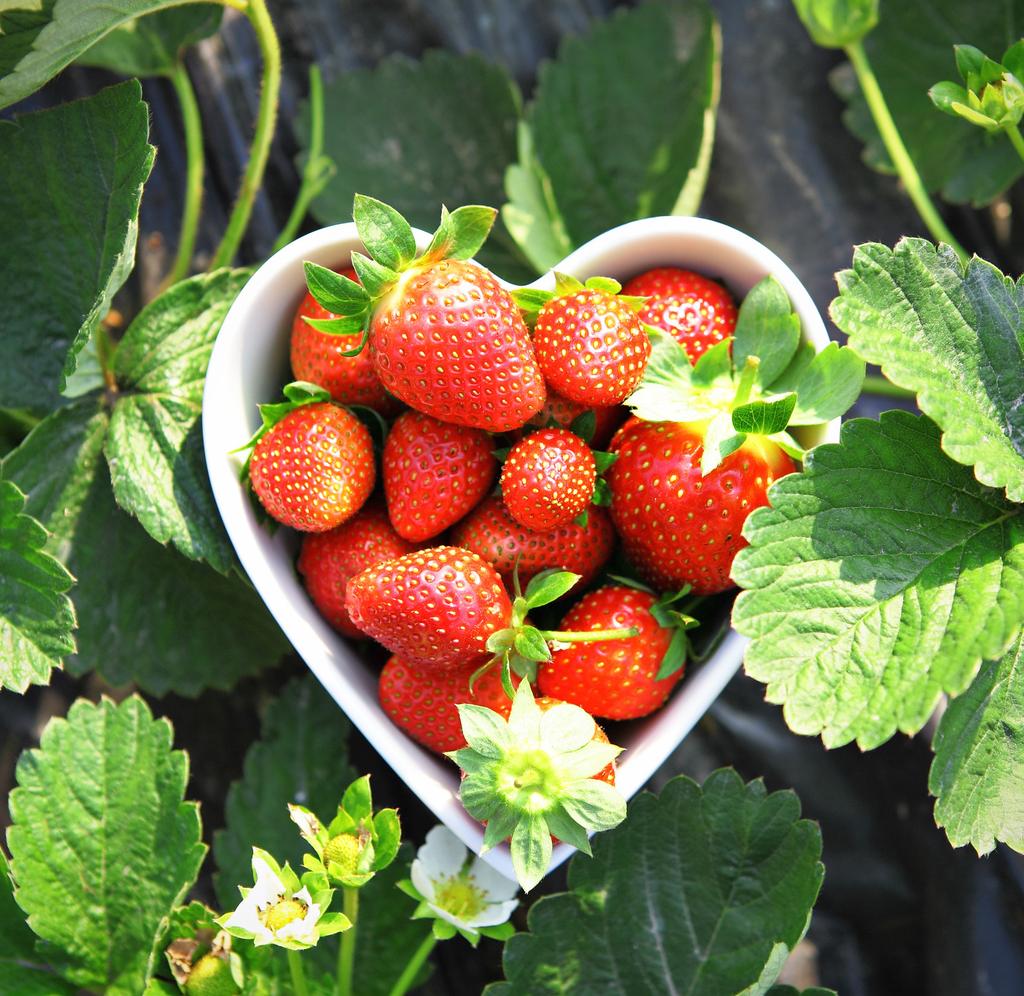 Vad är väl mer underbart än att njuta av solmogna jordgubbar en varm sommardag!. Roman mpelodling. lommar med äppelblomrosa färg.