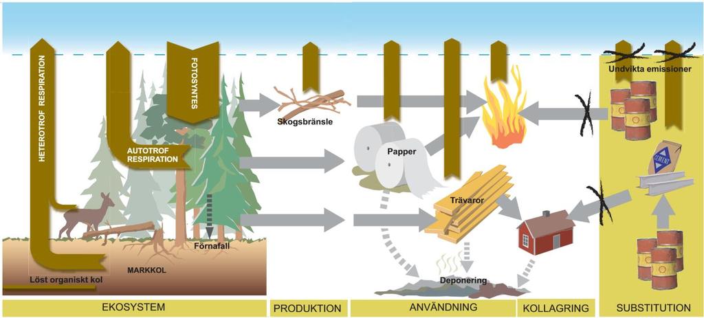 Skydd Skydda skogar för att förhindra att de existerande kolförråden frigörs till atmosfären.