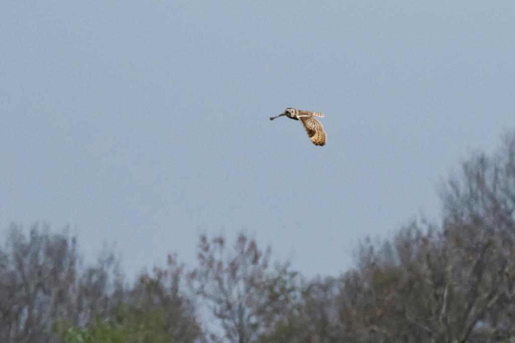 Det kan iblad vara lurigt att skilja jorduggla och hornuggla åt i flykten, men här syns jordugglans svarta vingspetsar tydligt. Foto: Anne-Charlotte Bergenheim.