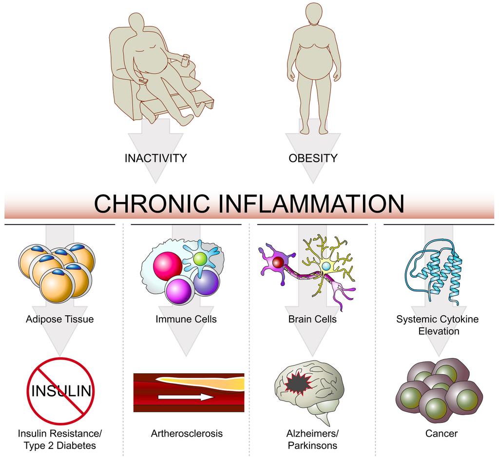 Låggradig kronisk inflammation En möjlig mekanism till sjukdomsutveckling Låggradig