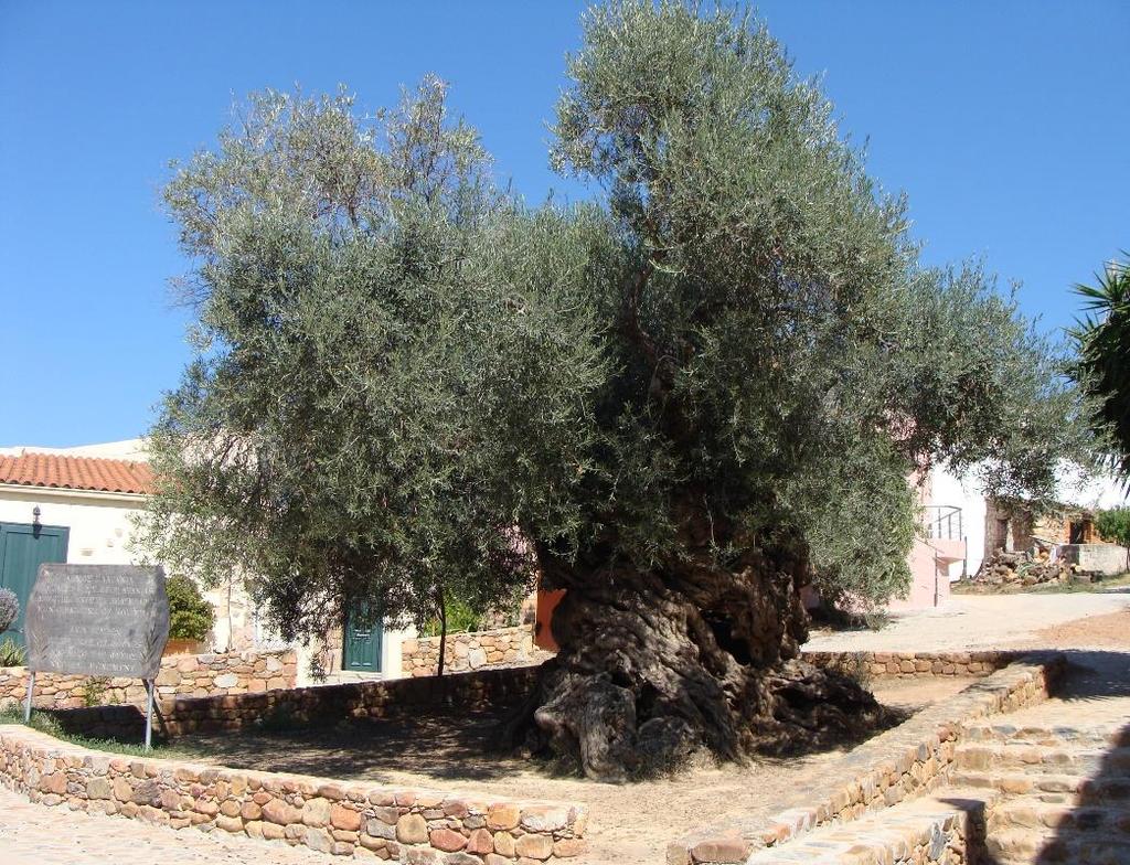Världens äldsta olivträd En vacker och varm septemberdag bestämde vi oss för att åka till byn Vouves för att beskåda världens äldsta olivträd.