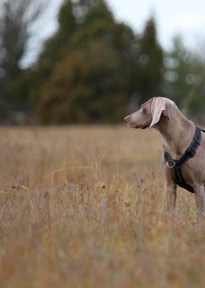 HUND TRÄNINGSVÄST OCH BÄLTE PRO DOG BY RUKKA.