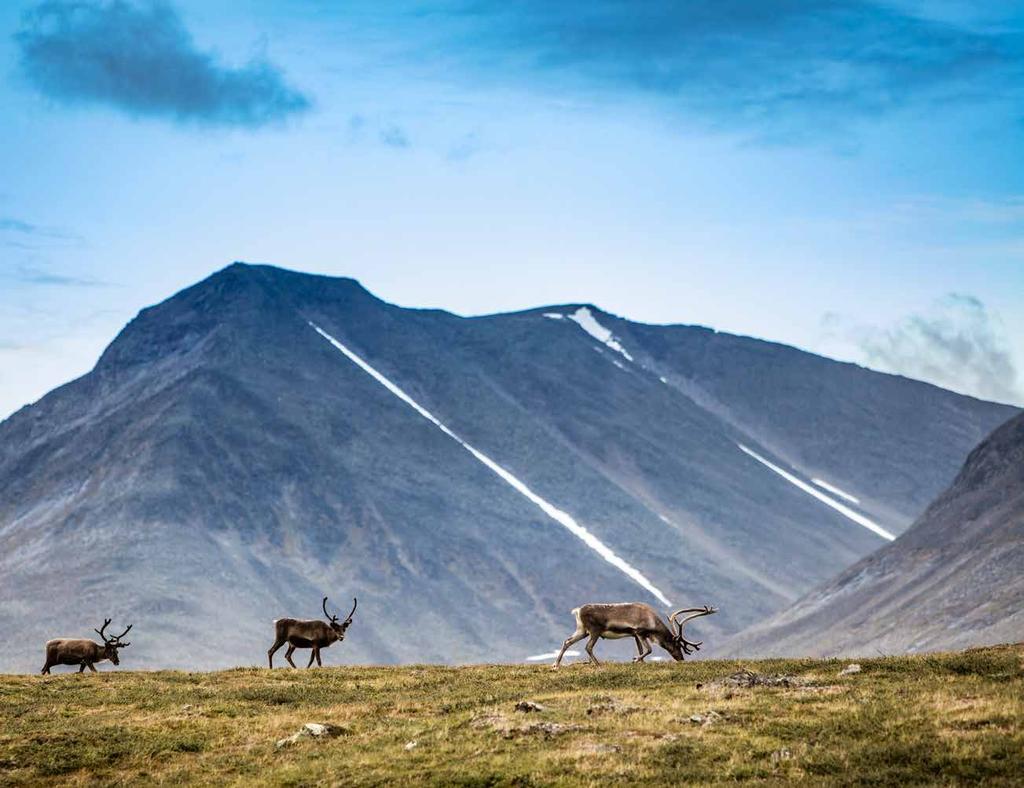 Tjäkktjavággi, Lappland. Vandrar du Kungsleden kommer du med största sannolikhet möta vildmarkens invånare renarna.