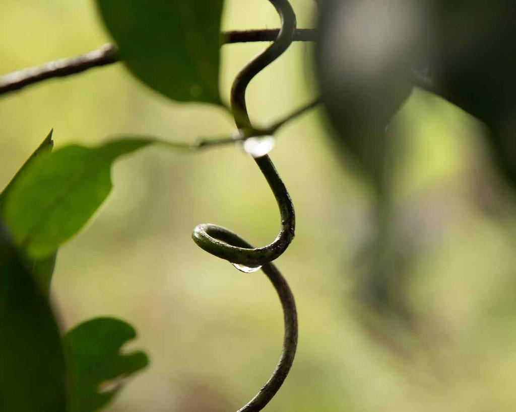 Varmt & fuktigt Insekter, spindlar och ormar älskar varma klimat, särskilt tropiska regnskogar. De vill också gärna krypa in i och under saker för att gömma sig undan solen.
