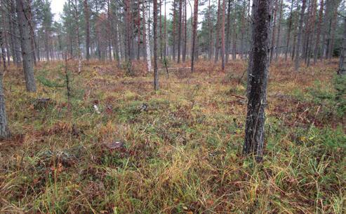I Jämtland har hyggesfritt skogsbruk börjat tillämpas praktiskt i lite större omfattning de senaste åren och duktiga entreprenörer finns som kan utföra åtgärderna på ett bra sätt.