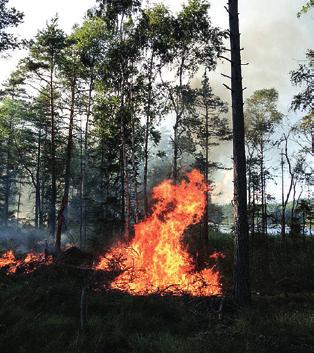 Nästa ansökningstid går ut sista mars. Gå in på Skogsstyrelsens hemsida www.skogsstyrelsen. se/bidrag och läs mer. Åtgärder du kan söka för: Naturvårdsbränning, 28 000 kr per bränning och 9 000 kr/ha.