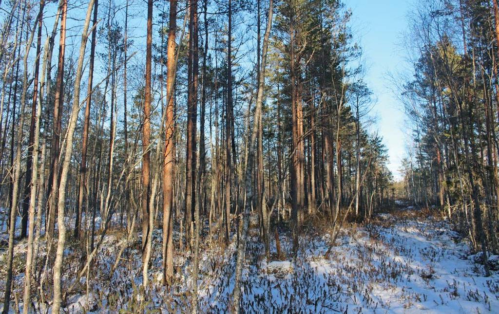 SKOG OCH MARK SKOG All mark på fastigheten klassas idag som torvmark och skogsimpediment. Dock har det efter att torvbrytningen upphörde etablerats skog som nu är cirka 40 år.