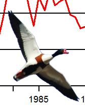 Figur. forts. Populationstrender för 85 arter. Species indices (cont.). Sjöorre, Melanitta nigra (-, -, -; -, -, -; 6, -.7, NS) 8 Ejder, Somateria mollissima (77,., *; 5, -.