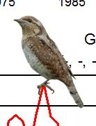 Figur. forts. Populationstrender för 85 arter. Species indices (cont.). 7 6 5 Jorduggla, Asio flammeus (-, -, -; -, -, -; 8, -.8, NS).5 Tornseglare, Apus apus (-, -, -; 9, -.9, ***;, -., ***).