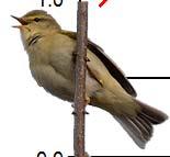 Figur. forts. Populationstrender för 85 arter. Species indices (cont.). Härmsångare, Hippolais icterina (-, -, -; 9, -., NS; 5,., ***). Svarthätta, Sylvia atricapilla (-, -, -; 8,.7, ***; 995, 5.