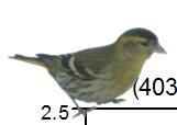 Figur. forts. Populationstrender för 85 arter. Species indices (cont.)..5 Grönsiska, Carduelis spinus (, -., ***;, -, *;,, ***). Hämpling, Carduelis cannabina (-, -, -; 98, -.7, ***; 89, -, NS).5.5 Gråsiska, Carduelis flammea (, -.