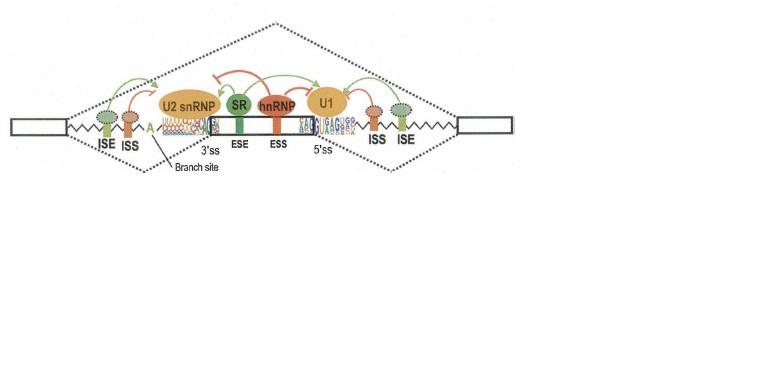 Figur 4. De fyra olika cis- regulatoriska splicing elementen; ISEs, ISSs, ESEs och ESSs.