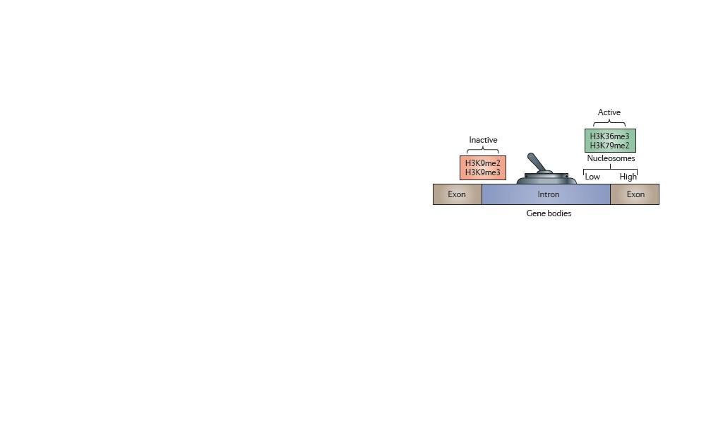 på nukleosomer vid exoner i aktivt transkriberade gener (Guccione et al, 2006). Figur 6. Bilden visar hur olika histonmodifieringar kan vara lokaliserade på gener.